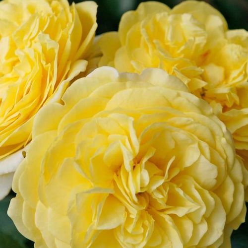 Rosa Solero ® - trandafir cu parfum discret - Trandafir copac cu trunchi înalt - cu flori în buchet - galben - Tim Hermann Kordes - coroană tufiș - ,-